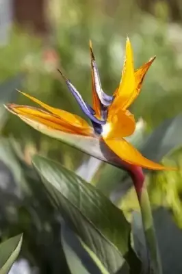 STRELITZIA reginae