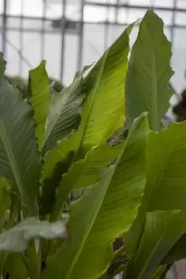 MUSA lasiocarpa - image 2