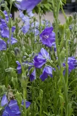 CAMPANULA persicifolia 'Takion Blue'