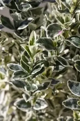 EUONYMUS japonicus 'White Spire'