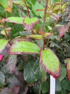 PARROTIA persica 'Persian Spire'