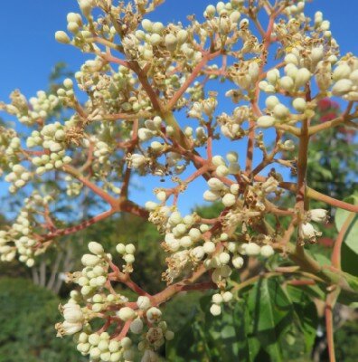TETRADIUM daniellii - image 1