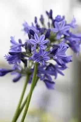 AGAPANTHUS 'Stephanie's Beauty'