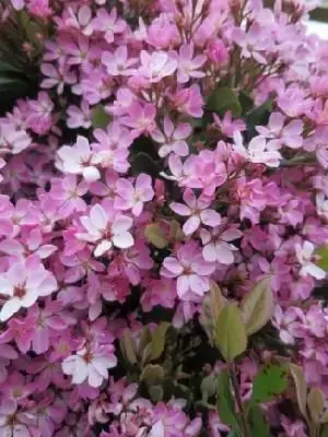 RHAPHIOLEPIS umbellata - image 2