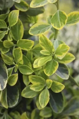 EUONYMUS japonicus 'Aureomarginatus'