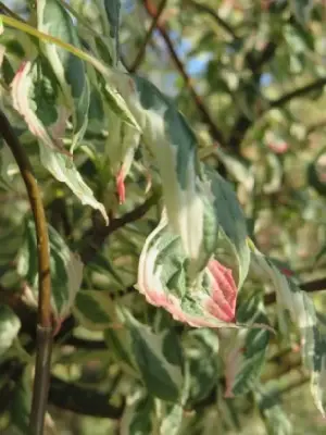 CORNUS alternifolia 'Argentea' - image 1