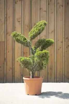 JUNIPERUS x pfitzeriana 'Mint Julep' - image 2
