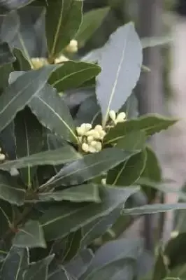 LAURUS nobilis