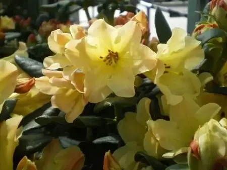 RHODODENDRON 'Nancy Evans'