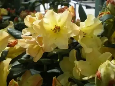 RHODODENDRON 'Nancy Evans'