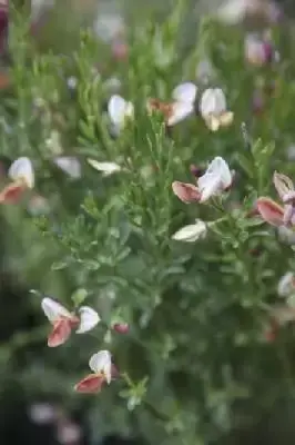 CYTISUS 'Hollandia'