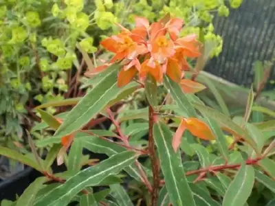 EUPHORBIA griffithii 'Fireglow'