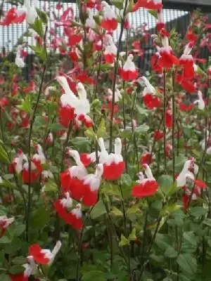 SALVIA x jamensis 'Hot Lips' - image 3
