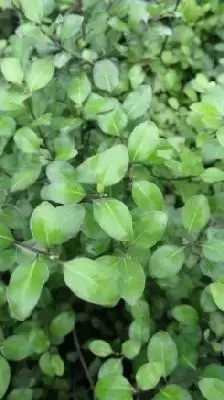 PITTOSPORUM tenuifolium 'Cratus'