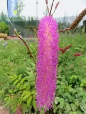 SANGUISORBA hakusanensis 'Lilac Squirrel'