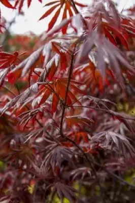 ACER palmatum 'Trompenburg'