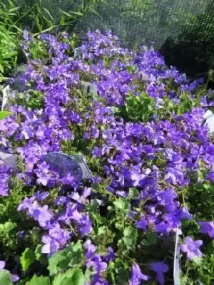 CAMPANULA portenschlagiana 'Catharina'