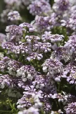 IBERIS sempervirens 'Pink Ice'