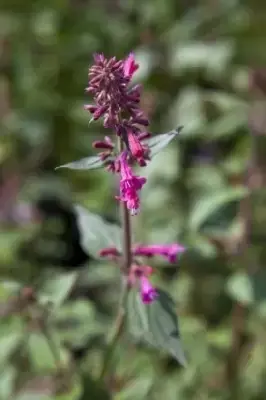 AGASTACHE rugosa 'Little Adder'