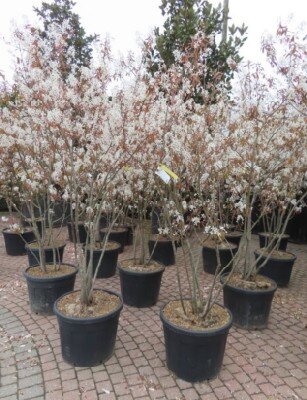 AMELANCHIER lamarckii - image 2