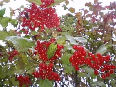 VIBURNUM opulus