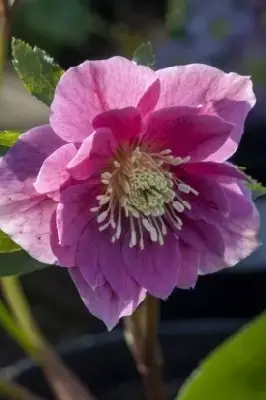 HELLEBORUS 'Magic Double Pink'