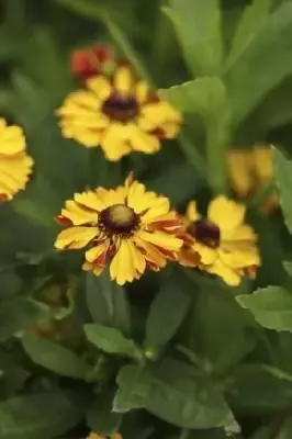 HELENIUM 'Okra Sundae'