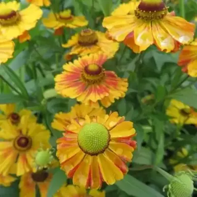 HELENIUM 'Peach Sundae'