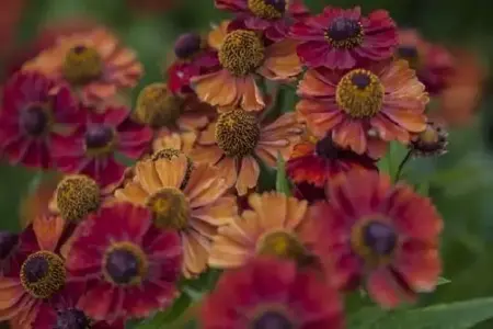 HELENIUM 'Strawberry Sundae'
