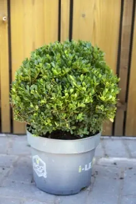 ILEX crenata 'Dark Green'