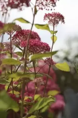 HYDRANGEA arborescens 'Pink Annabelle' - image 1