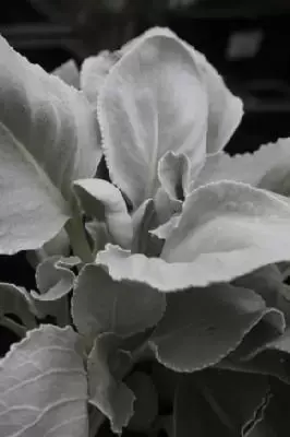 SENECIO 'Angel Wings' - image 1