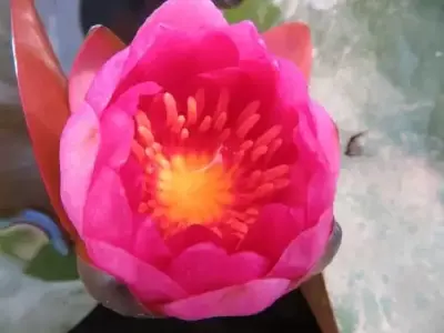 NYMPHAEA 'James Brydon'