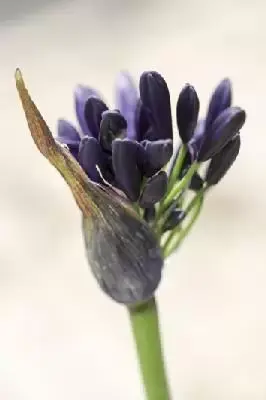 AGAPANTHUS 'Royal Velvet' - image 2