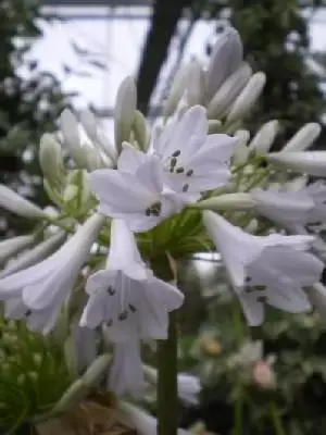 AGAPANTHUS 'Windsor Grey'