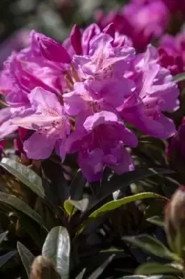 RHODODENDRON 'Graziella'