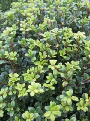 ILEX crenata 'Glorie Dwarf'