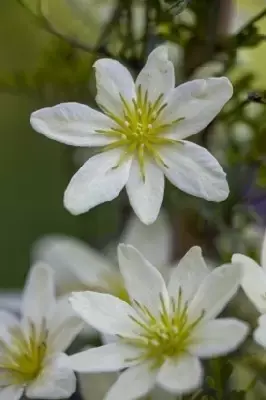 CLEMATIS 'Pixie'