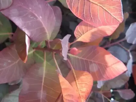 COTINUS coggygria 'Dusky Maiden' - image 1