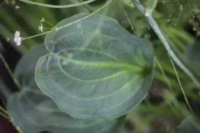 ALISMA plantago-aquatica parviflorum