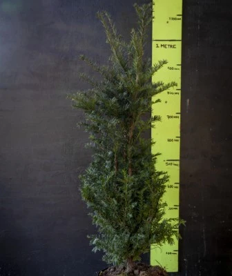 TAXUS baccata - image 1