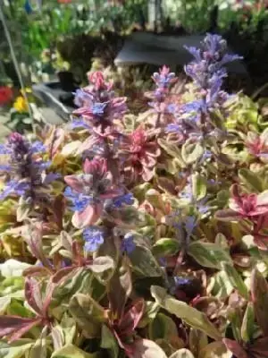 AJUGA tenorii 'Princess Nadia' - image 1