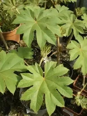 TETRAPANAX papyrifer 'Rex' - image 1