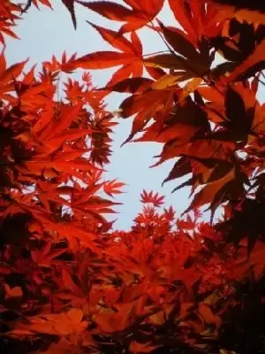 ACER palmatum 'Bloodgood'