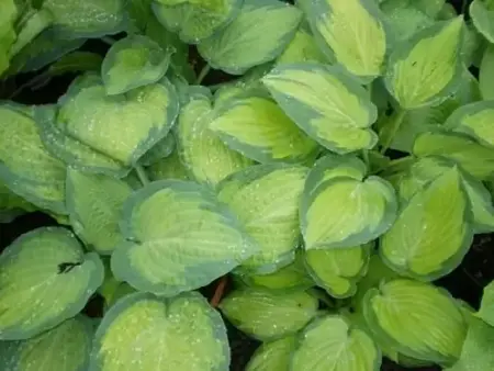 HOSTA 'Paul's Glory' - image 1