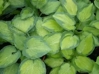 HOSTA 'Paul's Glory' - image 1