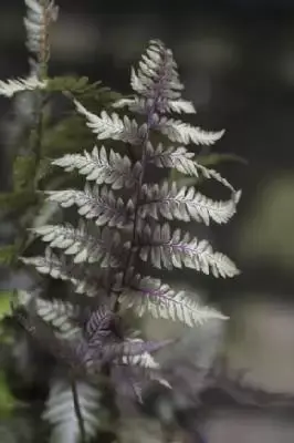 ATHYRIUM niponicum 'Red Beauty' - image 3