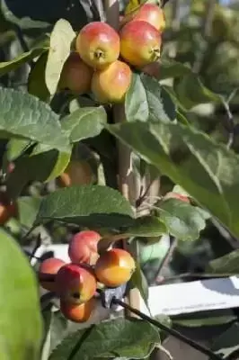 MALUS x atrosanguinea 'Gorgeous'