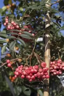 SORBUS 'Eastern Promise' - image 2
