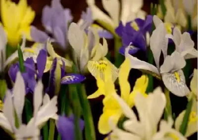 IRIS reticulata mixed